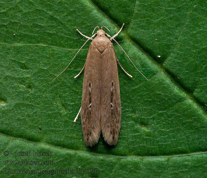 Limnaecia phragmitella