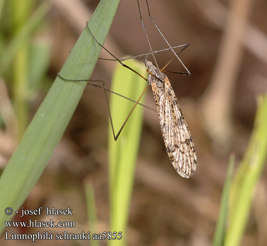 Limnophila schranki Poecilostola punctata Bahnomilka potoční