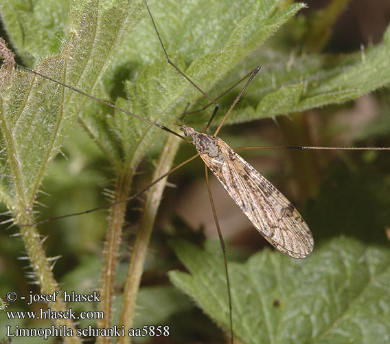 Bahnomilka potoční Poecilostola punctata Limnophila schranki