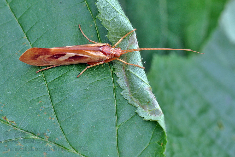 Limnophilus rhombicus Chrostík kosníkový