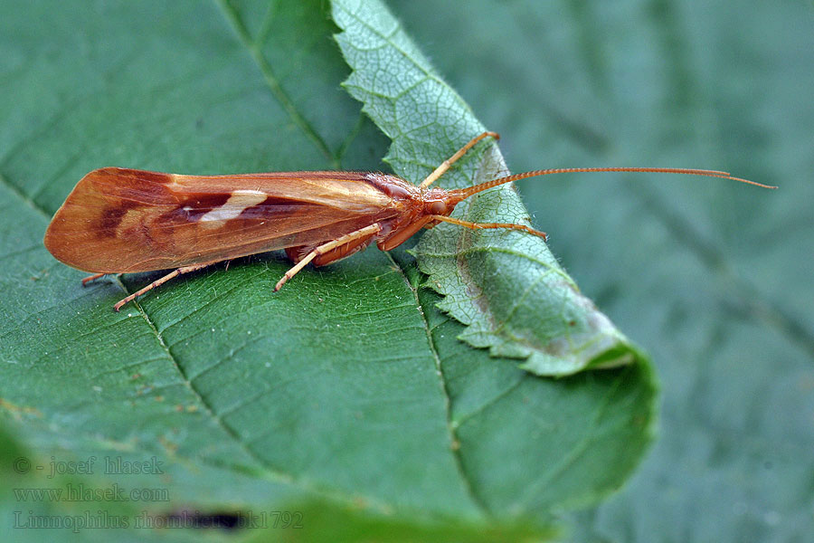 Chrostík kosníkový Limnophilus rhombicus