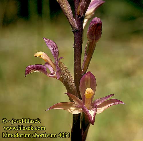 Limodorum abortivum Violet Kuvaajat kuvat