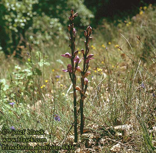 Limodorum abortivum Violet Limodore feuilles avortées