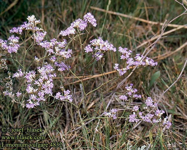 Limonium vulgare gmelinii Gewöhnlicher Strandflieder Lavande mer