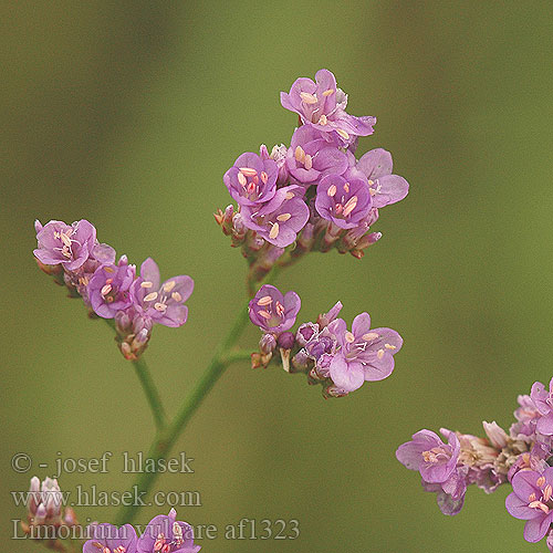 Limonium vulgare limonka gmelinova Limonio comune Кермек обыкновенный