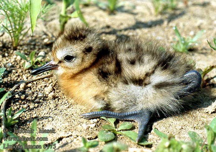 Limosa limosa 6175