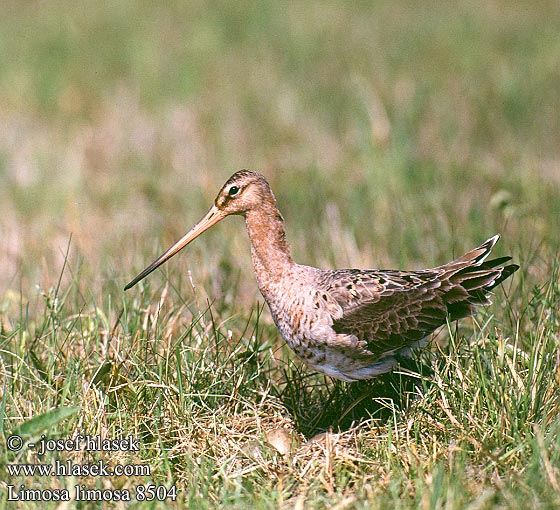 Limosa limosa 8504