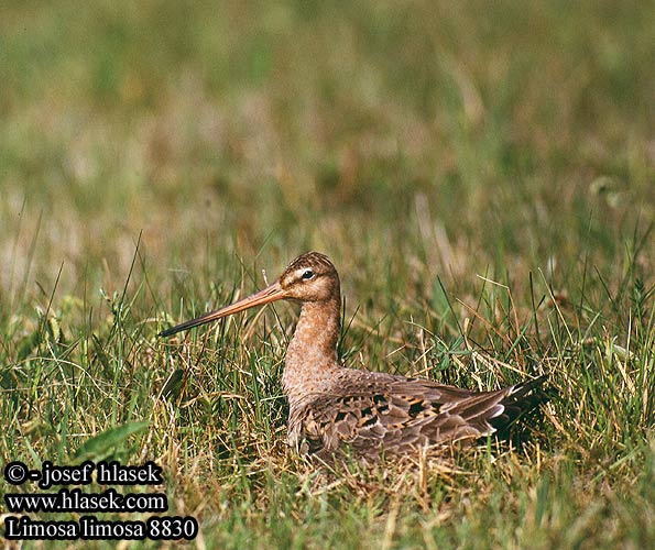 Limosa limosa 8830