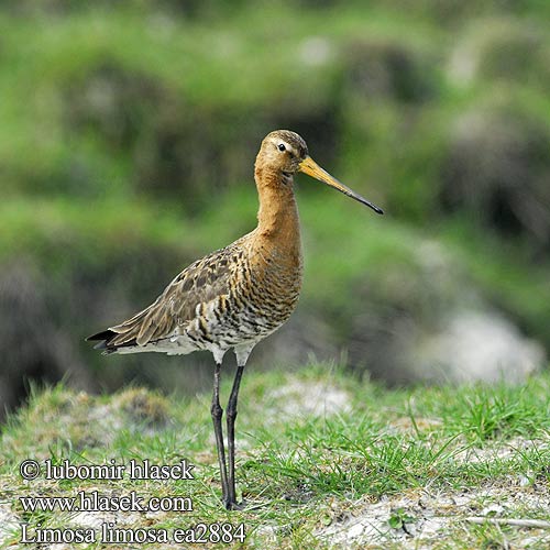 Limosa limosa ea2884