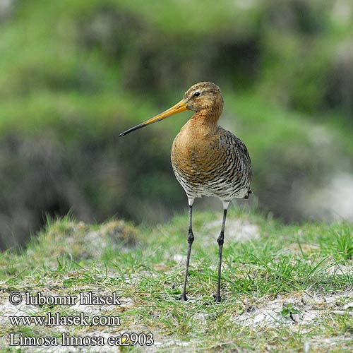 Limosa limosa ea2903