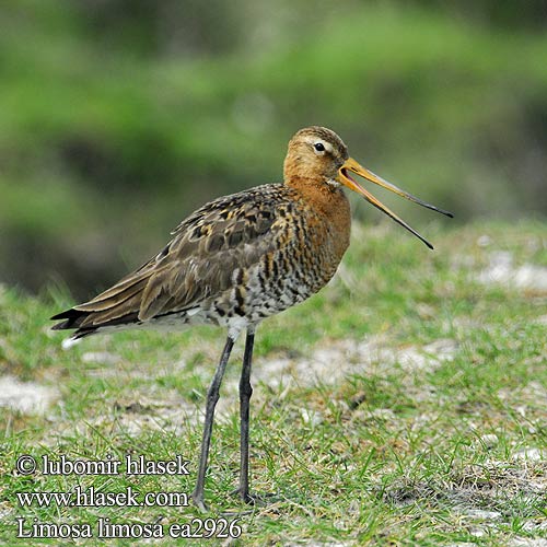 Limosa limosa ea2926