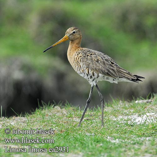 Limosa limosa ea2931