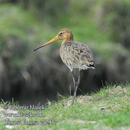 Mustsaba-vigle Limosa limosa Black-tailed Godwit Uferschnepfe