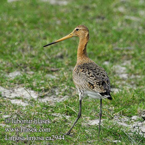 Black-tailed Godwit Uferschnepfe Barge queue noire