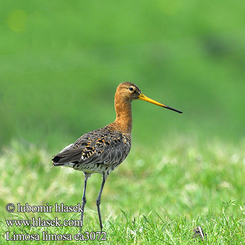 Limosa limosa ea3072