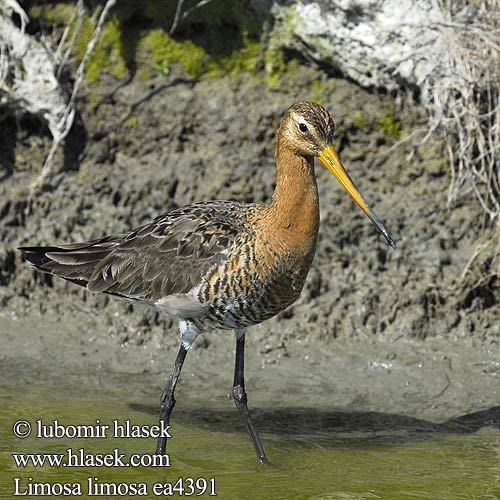 Limosa limosa ea4391