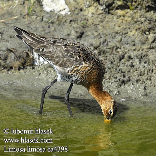 Limosa limosa ea4398