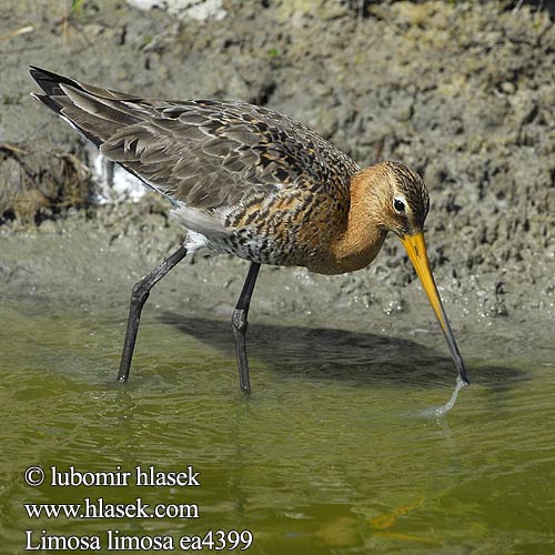 Limosa limosa ea4399