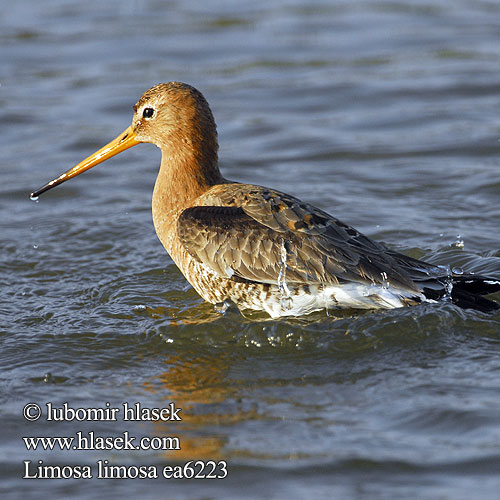 Limosa limosa ea6223