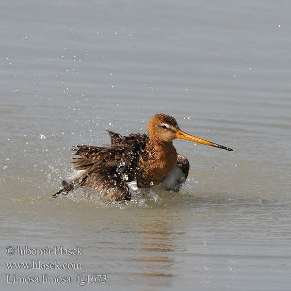 Limosa limosa Black-tailed Godwit Uferschnepfe Barge queue