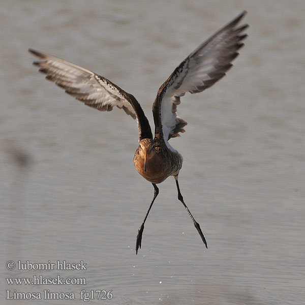 Black-tailed Godwit Limosa limosa Uferschnepfe Barge queue noire