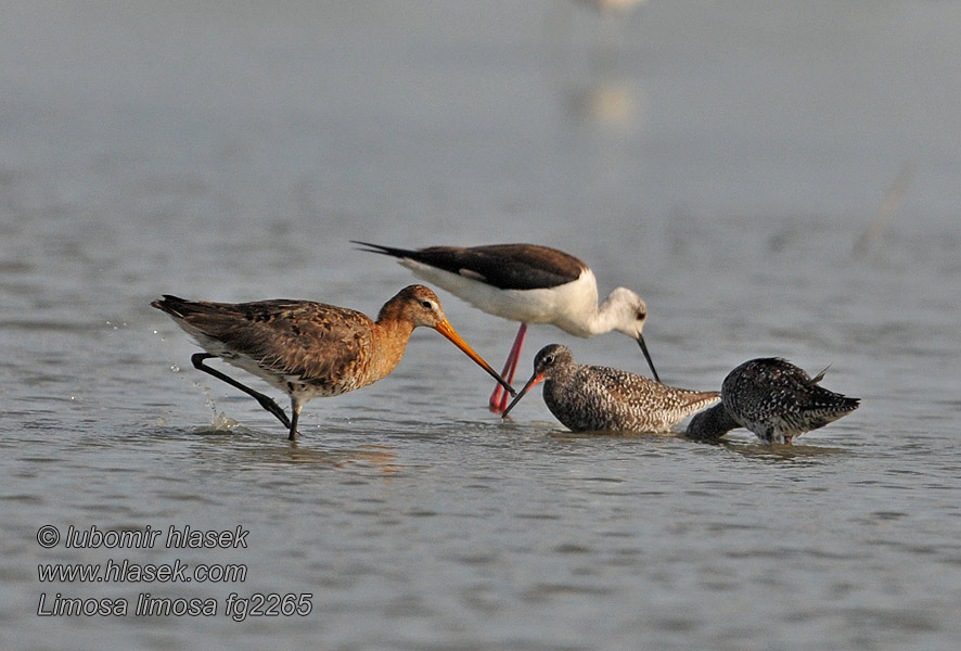 Limosa limosa