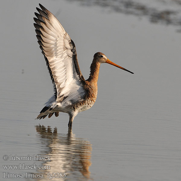 Uferschnepfe Black-tailed Godwit Limosa limosa