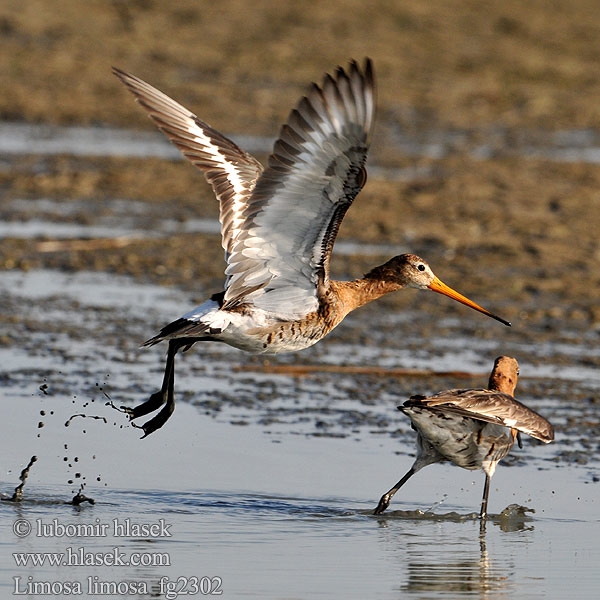 Barge queue noire Uferschnepfe Black-tailed Godwit