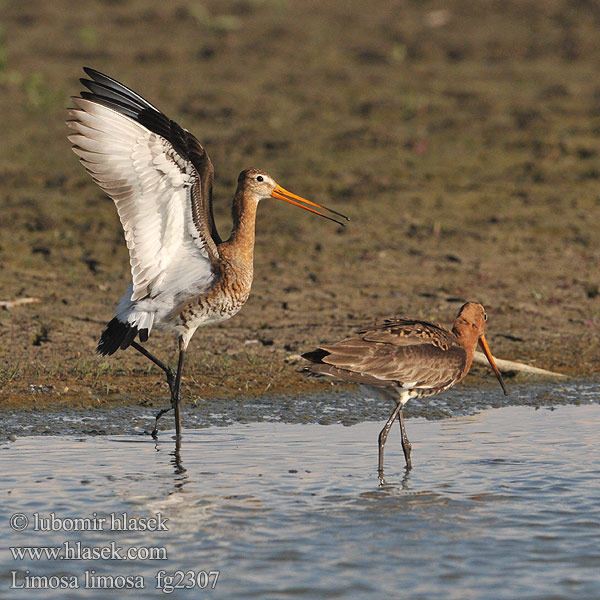 Limosa limosa fg2307