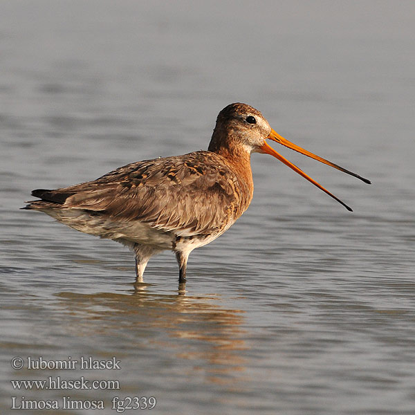 Břehouš černoocasý Limosa limosa Aguja Colinegra Pittima reale