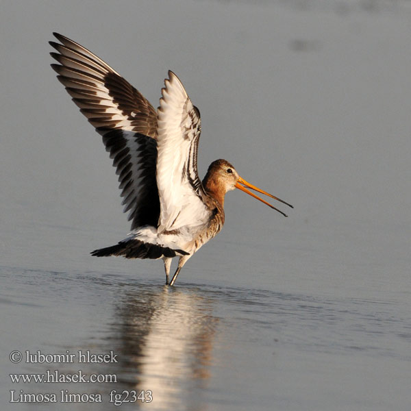 Pittima reale Břehouš černoocasý Limosa limosa