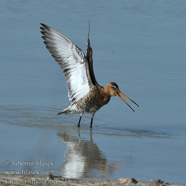 Rycyk Brehár čiernochvostý Limosa limosa