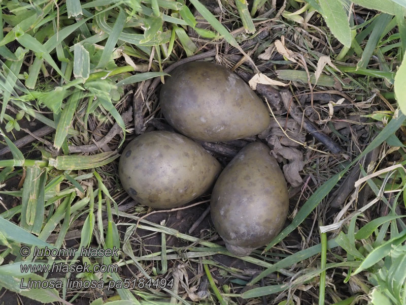 Limosa limosa