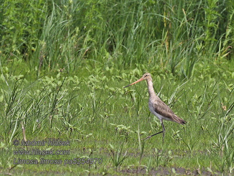 Limosa limosa