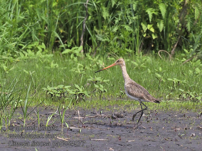 Limosa limosa