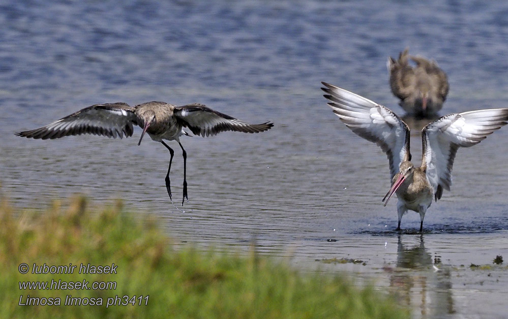 Limosa limosa