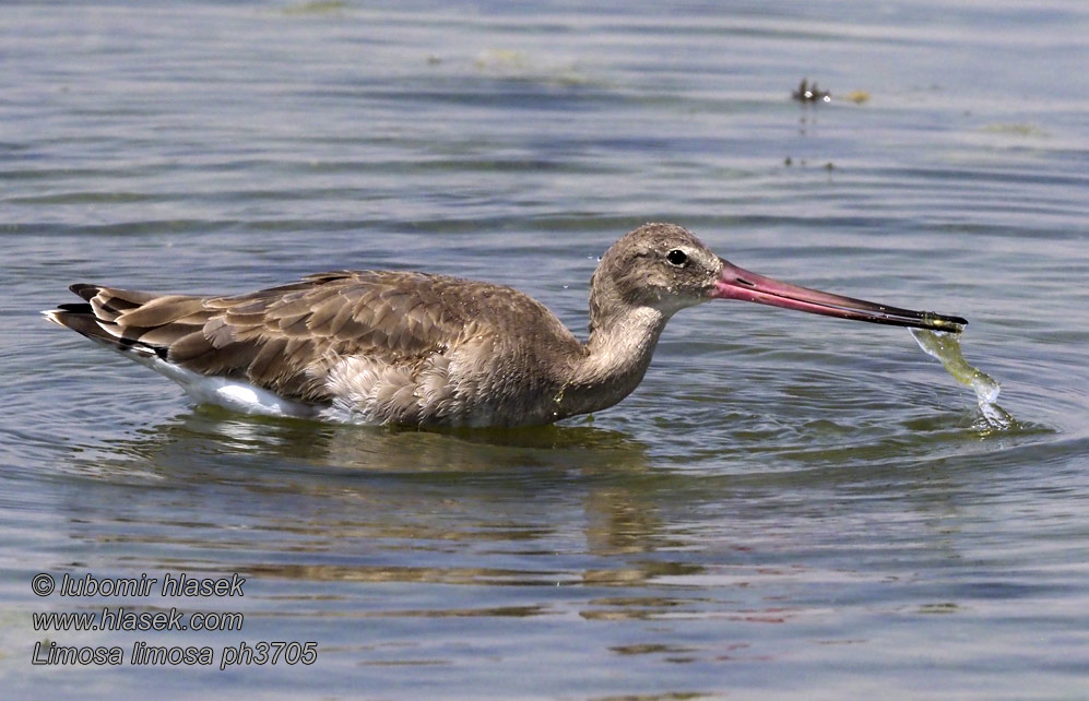 Limosa limosa