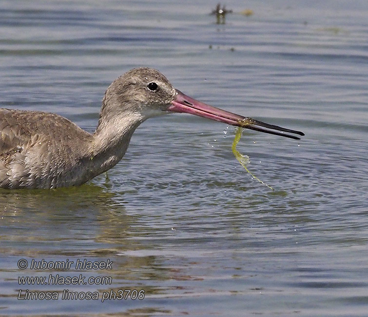 Limosa limosa