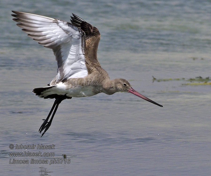 Limosa limosa