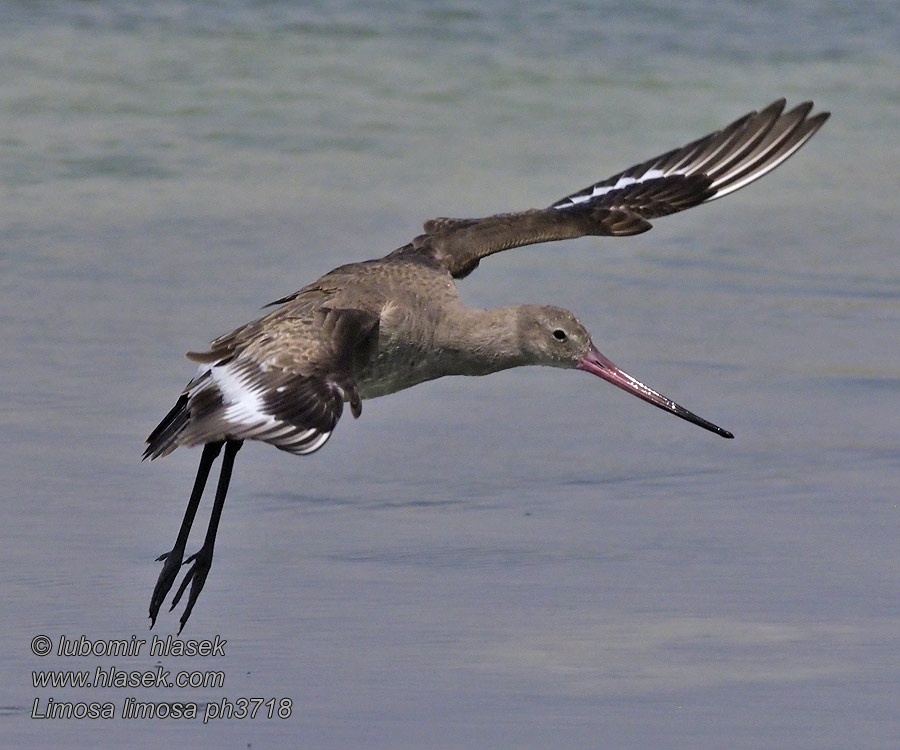 Limosa limosa