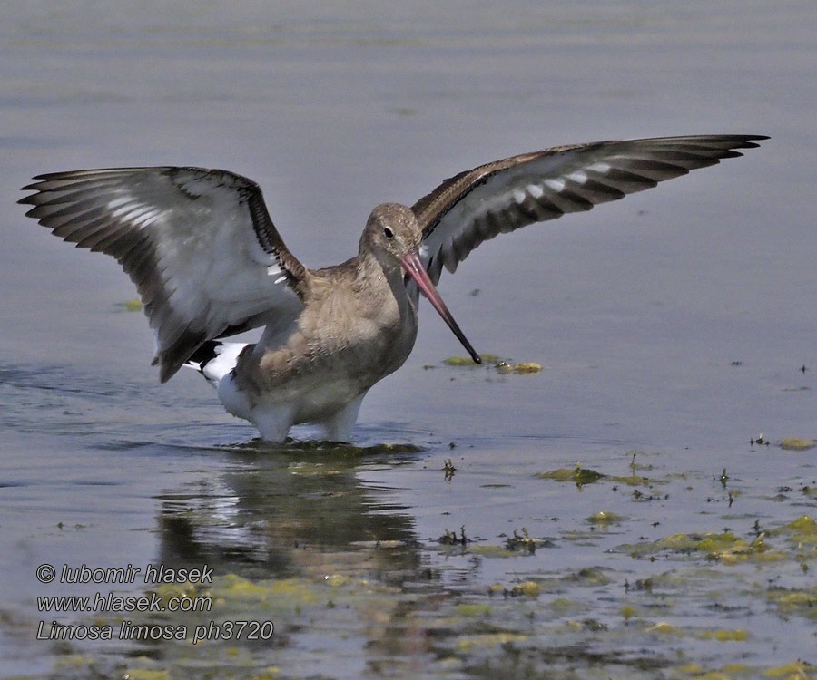 Limosa limosa