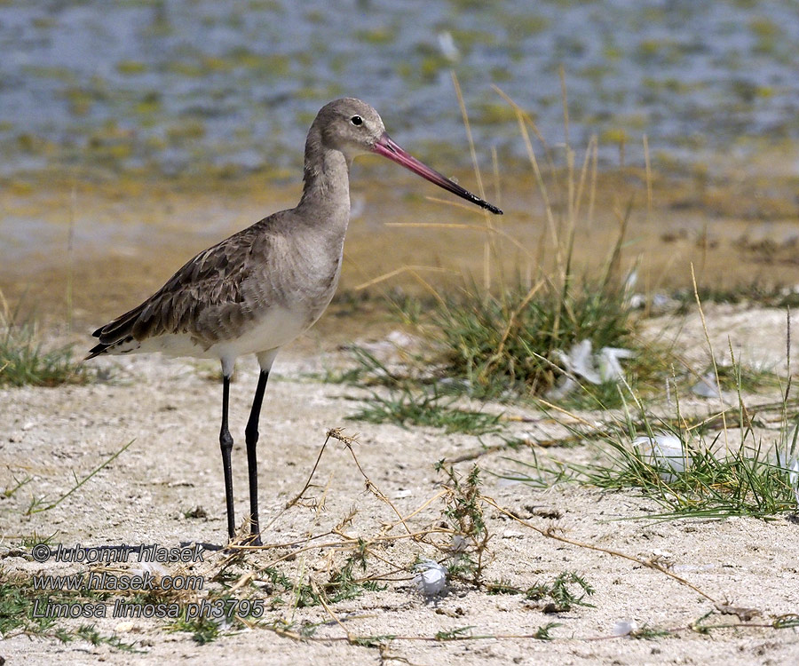 Limosa limosa