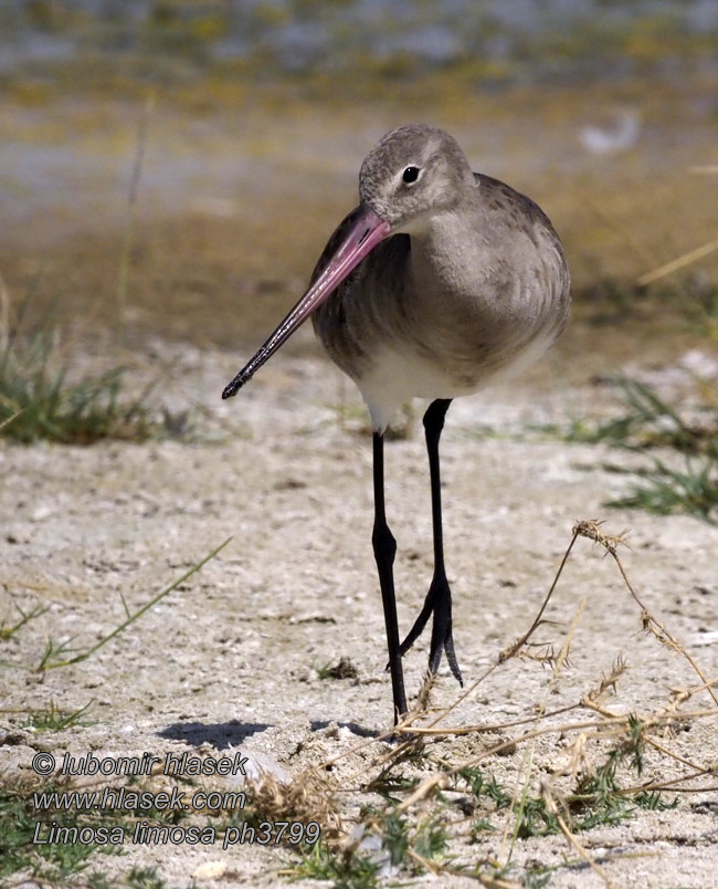 Limosa limosa