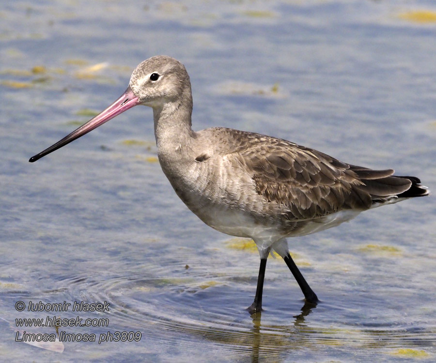 Limosa limosa