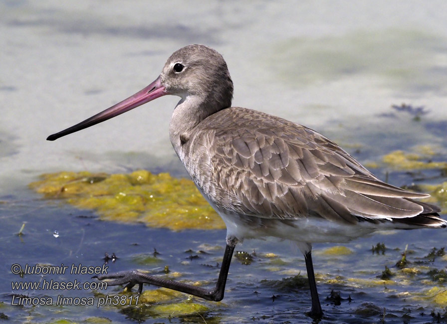 Limosa limosa