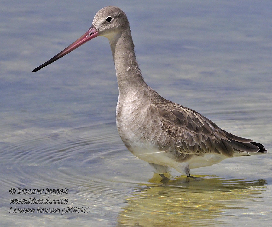 Limosa limosa