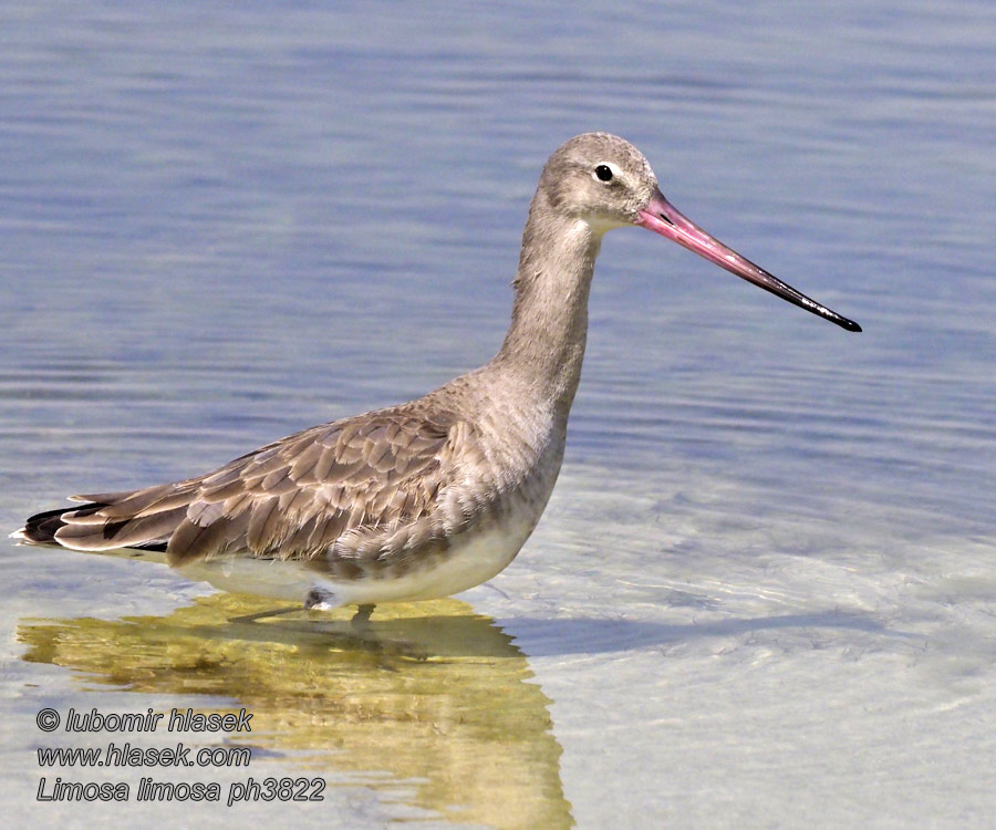 Limosa limosa