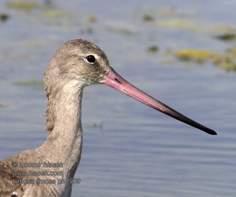 Limosa limosa