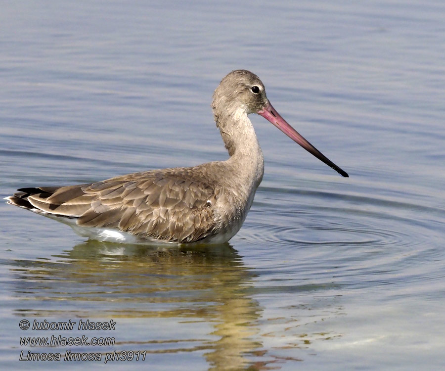 Limosa limosa