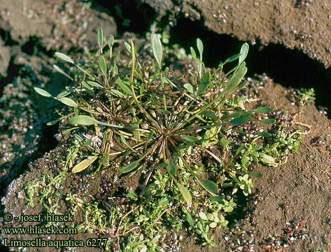 Limosella aquatica Mudwort Water-mudwort Water Dyndurt Mutayrtti